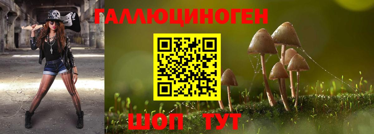 Галлюциногенные грибы Psilocybe  Вход с VPN  Королёв 